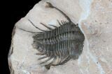 Spiny Cyphaspides Trilobite - Jorf, Morocco #179896-3